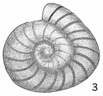 Operculina elegans