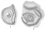 Opthalmidium inconstans
