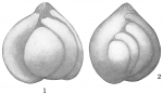 Polymorphina elegantissima