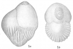 Polymorphina problema indica