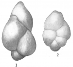 Polymorphina problema indica
