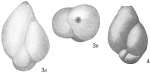 Polymorphina problema