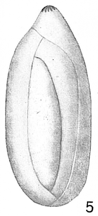 Polymorphina sp. Polymorphina sp.