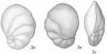 Pulvinulina auricula