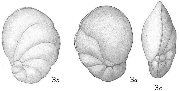 Pulvinulina auricula Pulvinulina auricula