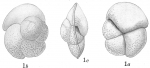 Pulvinulina canariensis