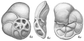 Pulvinulina concentrica