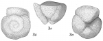 Pulvinulina crassa