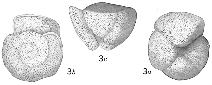 Pulvinulina crassa Pulvinulina crassa