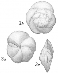Foraminifera