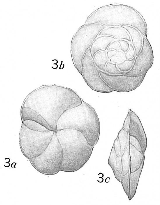 Pulvinulina exigua Pulvinulina exigua