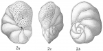 Pulvinulina lateralis