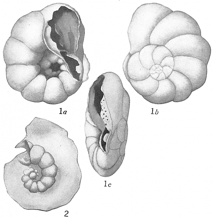Pulvinulina pauperata Pulvinulina pauperata