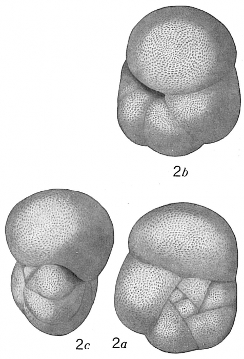 Pulvinulina philippinensis Pulvinulina philippinensis