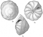 Pulvinulina procera