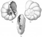 Pulvinulina punctulata