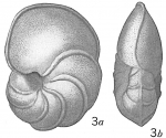 Pulvinulina scabra
