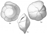 Pulvinulina umbonata