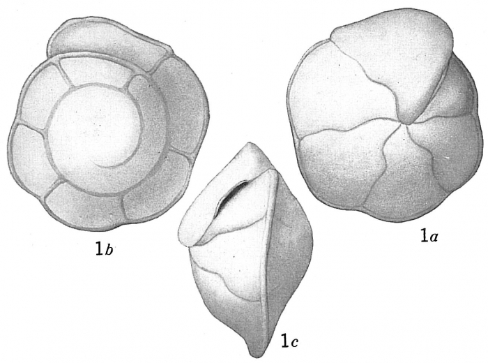 Pulvinulina umbonata Pulvinulina umbonata