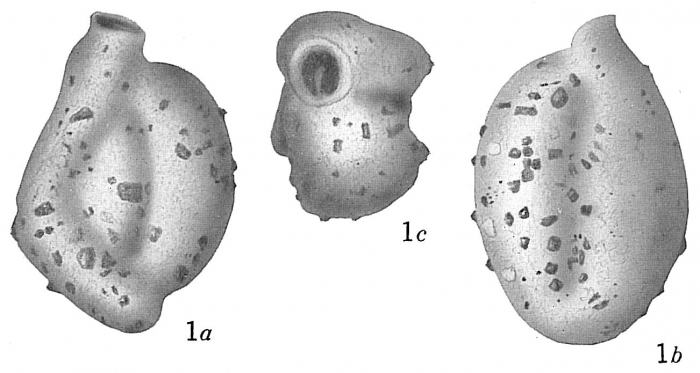 Quinqueloculina agglutinans Quinqueloculina agglutinans