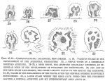 Quinqueloculina albatrossi