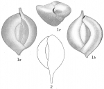 Quinqueloculina apicula