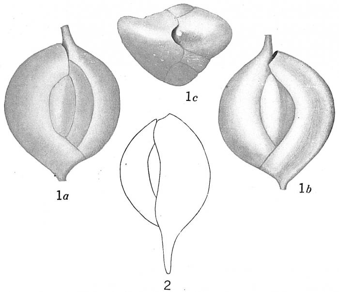 Quinqueloculina apicula Quinqueloculina apicula