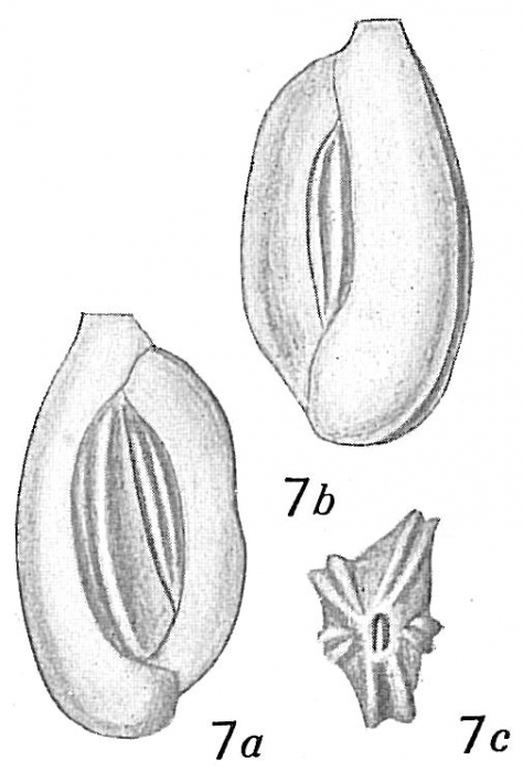 Quinqueloculina bicarinata Quinqueloculina bicarinata