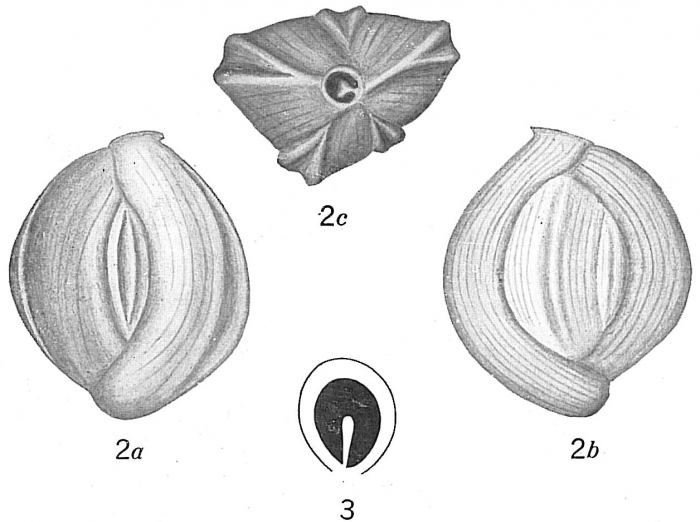 Quinqueloculina bicarinata Quinqueloculina bicarinata