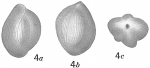 Quinqueloculina crassa subcuneata