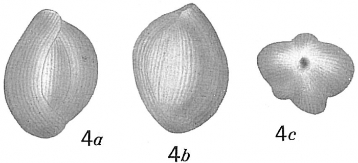 Quinqueloculina crassa subcuneata Quinqueloculina crassa subcuneata