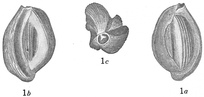 Quinqueloculina disparilis Quinqueloculina disparilis