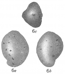 Quinqueloculina fusca, author: Cedhagen, Tomas