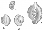 Quinqueloculina kerimbatica philippinensis