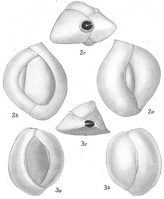 Quinqueloculina lamarckiana Quinqueloculina lamarckiana