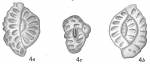 Quinqueloculina parkeri