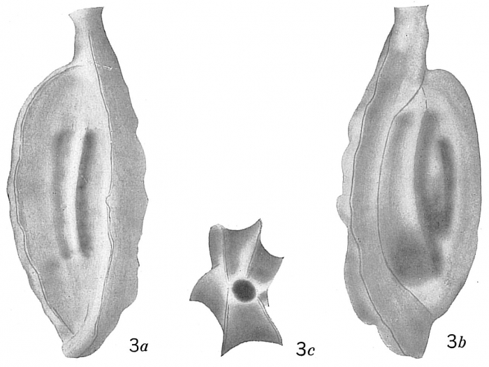Quinqueloculina polygona Quinqueloculina polygona
