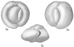 Quinqueloculina procera