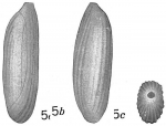 Quinqueloculina recta