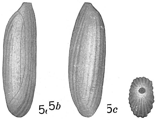 Quinqueloculina recta Quinqueloculina recta