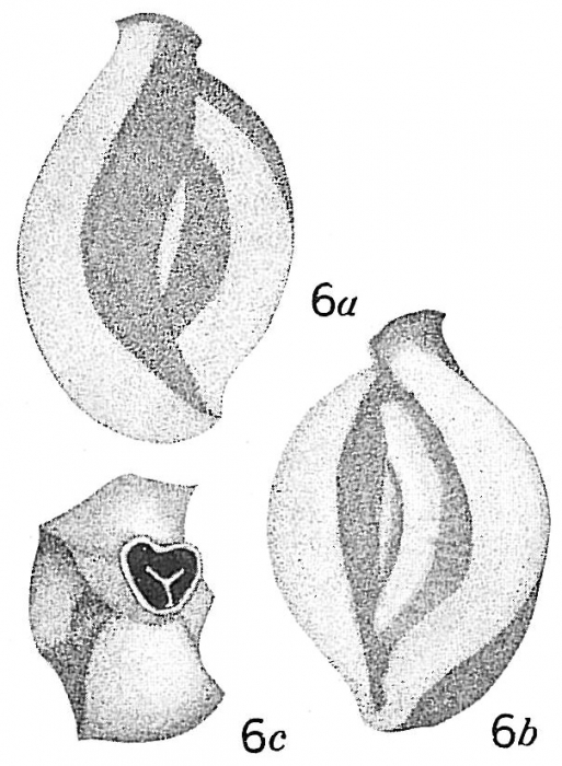 Quinqueloculina rugosa Quinqueloculina rugosa