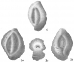 Quinqueloculina sculpturata