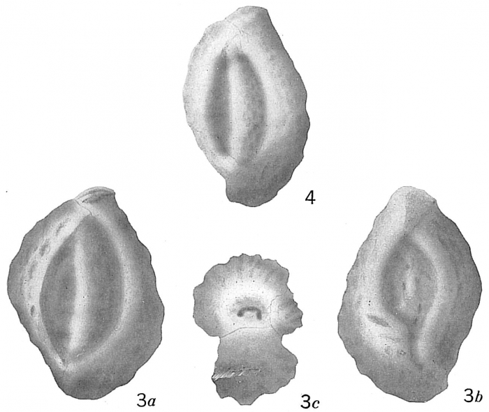 Quinqueloculina sculpturata Quinqueloculina sculpturata