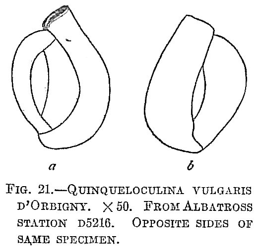 Quinqueloculina vulgaris Quinqueloculina vulgaris
