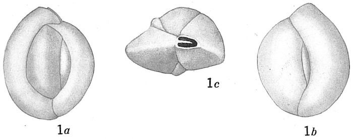 Quinqueloculina vulgaris Quinqueloculina vulgaris