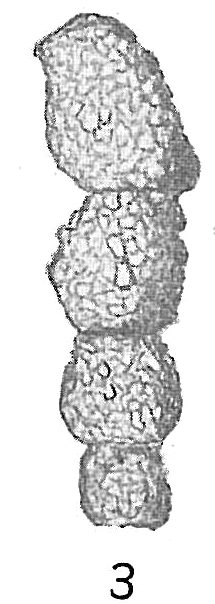 Reophax aduncus Reophax aduncus