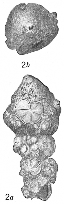 Reophax agglutinatus Reophax agglutinatus