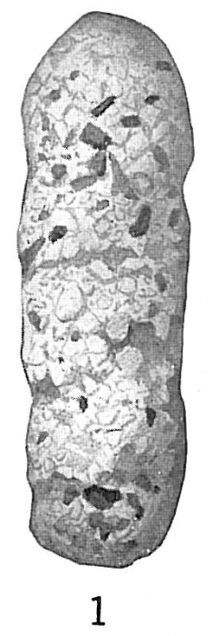Reophax cylindricus Reophax cylindricus