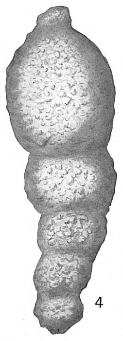 Reophax dentaliniformis Reophax dentaliniformis