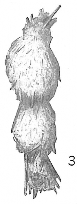Reophax horrida Reophax horrida